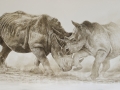 Commission for Richard Tustin Rhinos Oils on Canvas Watermarked.jpg
