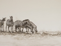 Zebra at Waterhole IMG_4810_7874
